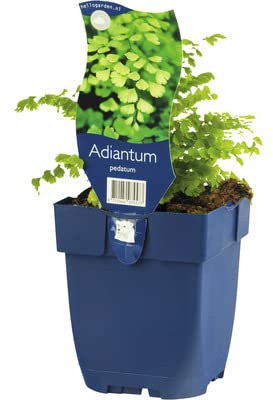 Adiantum o Cabello de Ángel Natural: un Regalo Vivo y Duradero