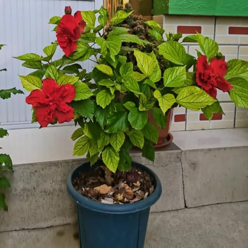 semillas resistentes de hibisco, interior hibisco ornamentales, arbustos en Decoración de sala de estar, ornamental 250pcs