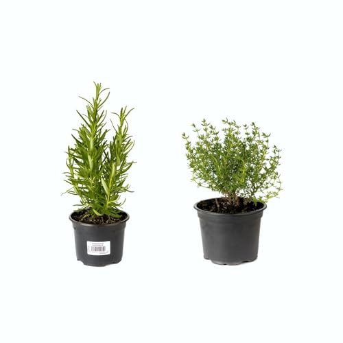 Romero & Tomillo |Pack 2 Plantas| Plantas Aromáticas Naturales