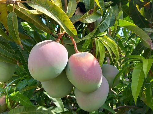 Mango da frutto Albero tropicale 120 cm 2 anni vaso 17