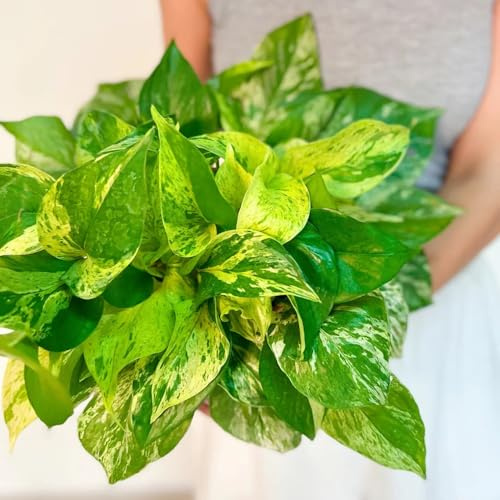 semi di pothos giardino sul balcone tappezzanti rialzata 300pcs