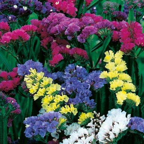 Suttons - Statice Seeds - Special Mix