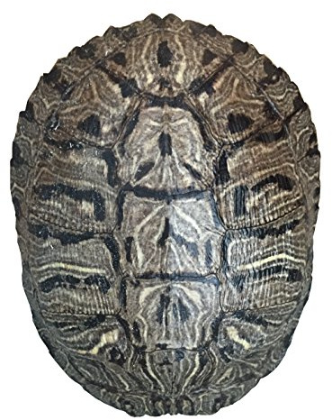Pond Turtle Shell (6-8 inches) (Natural Bone Quality A) Red Eared Slider Real Turtle Shell - Genuine - Authentic