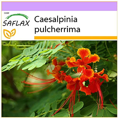 SAFLAX - Orgueil de Chine - 10 graines - Caesalpinia pulcherrima
