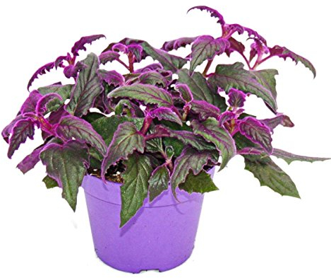 Gynura Purple Passion - Velvet-Leaf - Purple Plant - 12cm pot