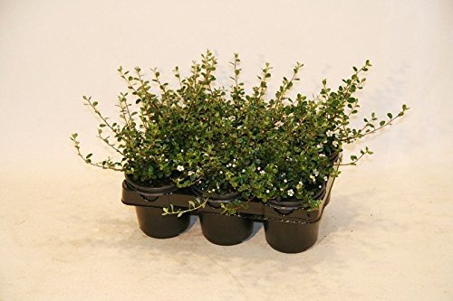 Bodendecker Cotoneaster Frieders Evergreen T.B.9 10-15 cm 25 St.