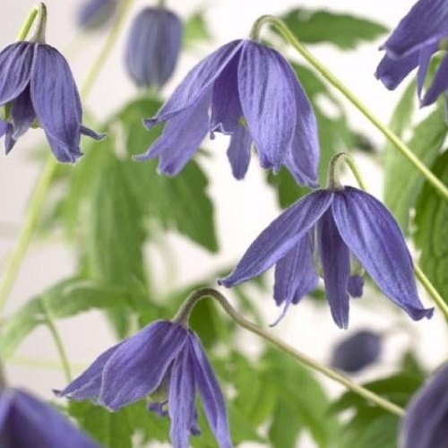 Clematis Alpina (Waldrebe) Kletterpflanze - 1,5 Liter Topf - Blau & Winterhart | ClematisOnline Kletterpflanzen & Blumen