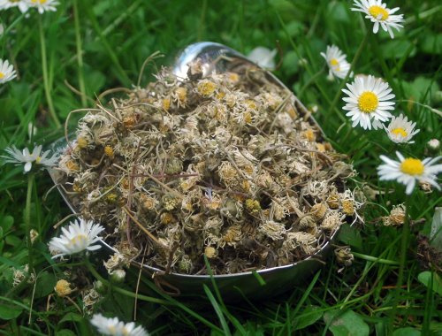 Naturix24 – Gänseblümchentee, Gänseblümchen ganz – 250 g-Beutel