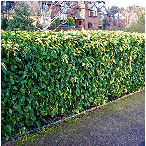 25 Portugal Laurel/Portuguese Laurel Hedging Prunus Lusitanica 30-50cm, Evergreen Hedging Plants 3fatpigs®