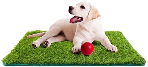 EVERGREENWEB - Tappetino d'Erba Artificiale Per Cani, Gatti, Zerbino d'Erba sintetica - Fori Di Drenaggio Erba Finta Tappeto, Toby misura XL