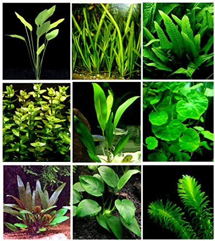 25 piante vive per acquario / 9 diversi tipi – Echinodorus amazonicus, Anubias, felce di Giava, Ludwigia e molte altre Un bel gruppo di piante acquatiche per acquari da 45 – 68 litri.