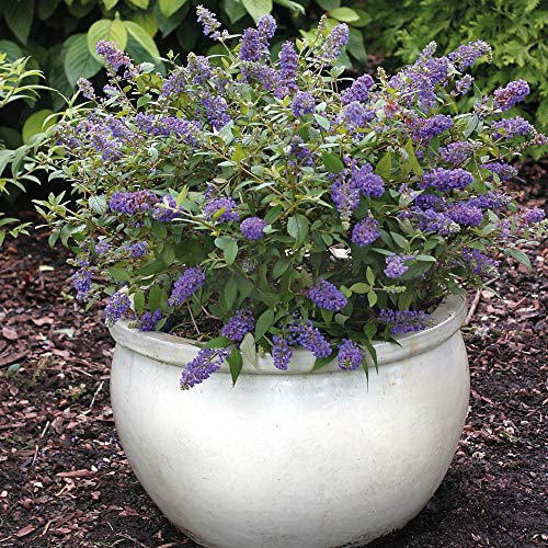 Hardy Buddleia Garden Plant, Dwarf Butterfly Shrub Ideal for Patios & Small Gardens, Blue Flowers Attract Butterflies & Bees, 2 x Buddleja Blue Chip in 3 Litre Pots by Thompson & Morgan