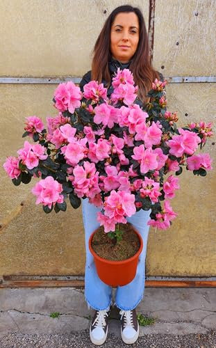 POWERS TO FLOWERS - AZALEA MISTRAL ROSA AD ALBERELLO, PIANTE EXTRA!!, vaso 24cm diametro, pianta vera