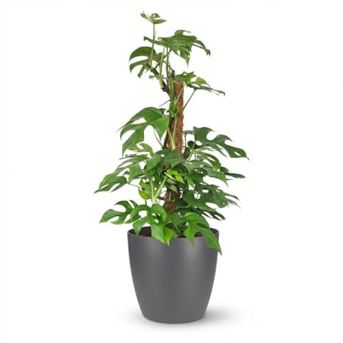 Monstera Minima am Moosstab 90cm Fensterblatt Zimmerpflanze im grauen Übertopf Ø19cm – tropische Lochblätter – pflegeleicht Halbschatten, moderat gießen