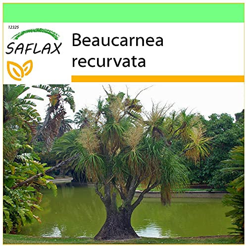 SAFLAX - Garden to Go - Elefantenfuß/Flaschenbaum - 10 Samen - Mit Tontopf, Untersetzer, Anzuchtsubstrat und Dünger - Beaucarnea recurvata
