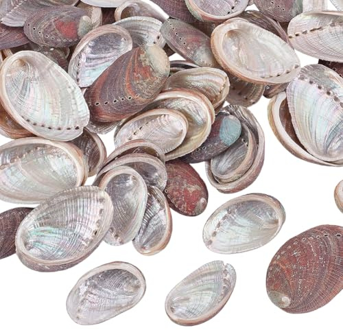 WEBEEDY 60 PCS Coquilles de Mer Naturelles Abalone 2 Tailles Petites Coquilles de Mer Naturelles Coquilles d'Abalone Sélectionnées à la Main Coquilles d'Abalone Polies Naturelles(2-4cm,4-6cm)