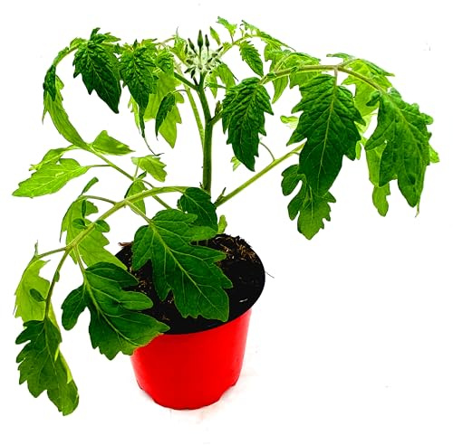 Hänge Tomaten-Pflanze Brasil Lycopersicon esculentum 2er-Set