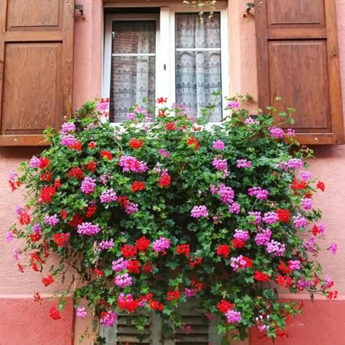 600 pezzi semi di geranio appendendo - semi di primavera resistenti per il giardino, decorazione decorativa