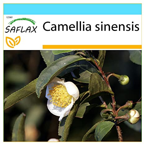 SAFLAX - Geschenk Set - Echter Teestrauch - 6 Samen - Camelia sinensis
