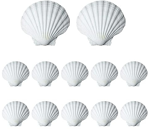 Acboor 12 Stück Jakobsmuschel, 10-11cm Muscheln Muschelschalen Große Deko Muscheln Natürliche Muscheltasche Jakobsmuscheln Küchendekoration Snackdekoration Handwerk für Metall, Keramik, Gravieren
