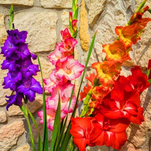 Gladiolus Bulbs-Gladiolus Plans,Garden Flowers,Hardy Perennial,Plant Bulbs,Wedding Flowers-3bulbs-d