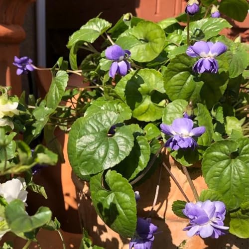 semillas de violeta dulce viola odorata Jardín de para balcones, interior de cocina, balcón de silvestres, 200pcs