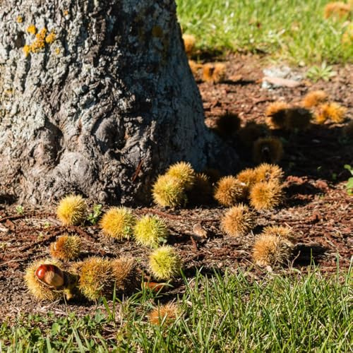 esskastanien kaufen - chestnut balkon grünpflanzen maronenbaum kaufen zimmerbonsai minigarten für sonnige plätze zimmerpflanzen bonsaibaum steingartenpflanzen baumsamen bonsai 10samen