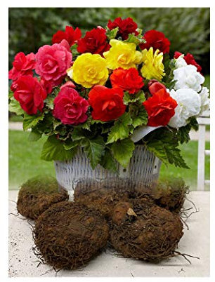 GARTHWAITE NURSERIES®: - UK Stockist : - 10 Mixed Double Begonias Tuberous Bulbs/Corms Summer Plant for Garden/Tubs Stunning!