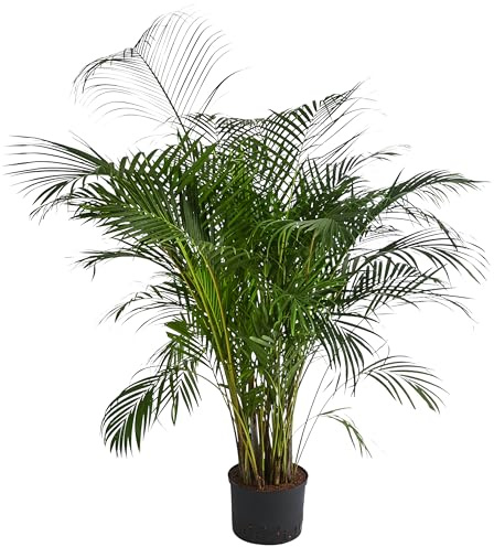Dehner Goldfruchtpalme, in Hydrokultur, breit gefiederte Blätter, ca. 170 cm, Ø Topf 25 cm, Zimmerpflanze