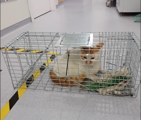 Trampa For Roedores, Trampa For Gatos Y Mapaches, Jaula Plegable For Atrapar Animales Vivos, Ideal For Interiores Y Exteriores.(61 * 18 * 22cm)