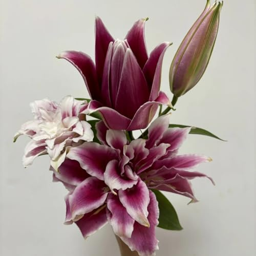 lirio/lilium asiatico, perenne, híbrida, de larga floración, para decoración de interior y exterior-2 Pcs-D