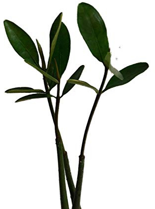 4 Stk Rote Mangroven (Rhizophora mangle) Samen/Keimlinge ***Mangrovenbäume sind super seltene Zimmer/Aquariumpflanzen**