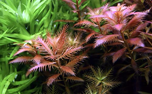 Amerikanisches Kammblatt/Proserpinaca palustris - NatureHolic In-Vitro Aquarium Pflanze