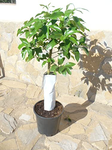 Grapefruit (Citrus - paradisi) ein junger Baum mit dickem Stamm