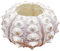 PURPLELILY Support de table en forme d'oursin pour tillandsia miniature, décorations de jardinage