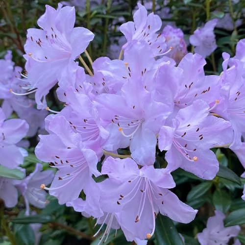 semi di rododendro, arbusti a crescita rapida resistenti di azalea, giardino rocciose resistenti, balcone Decorazione da giardino per esterno, 50pcs