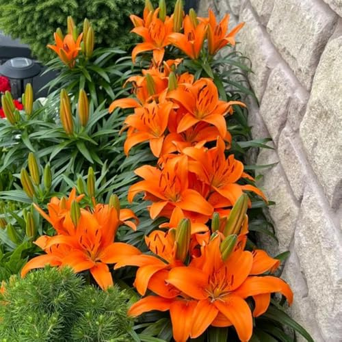 5bulbos de lirios, lilium brownii, balcón, decoración de jardín para exterior, lirio macetero, primavera decorativas