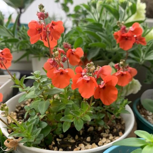 diascia - blumensamen mehrjährig winterhart diascia barberae blumenwiese mehrjährig, herbst deko exotische winterhart schnittblumen 600samen
