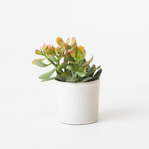 Crassula Ovata 'Sonnenuntergang' - 15-20cm - Ø12cm - Kakteen und Sukkulenten