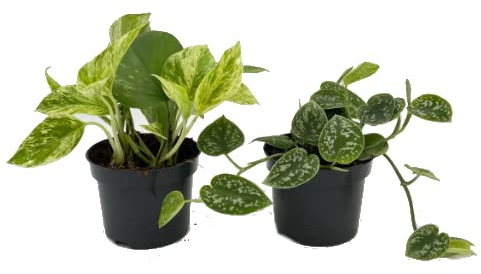 Scindapsus Pictus y Poto Verde - Set 2 Plantas de Interior - Plantas muy Resistentes