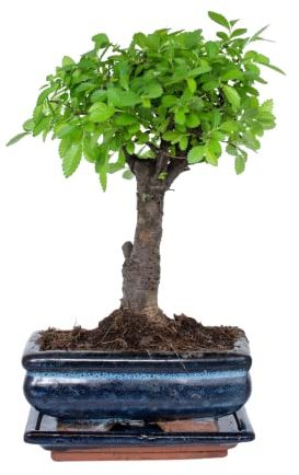 Bonsai Baum mit Keramik Blumentopf - Ulmen-Bonsai - ca. 6 Jahre (15cm Schale)