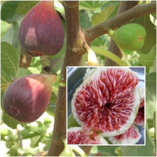Bild 20 Samen, Ficus carica, Feigenbaum Samen, Früchte Samen, Pflanze Hausgarten-RARE