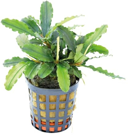 Aqua Essentials Bucephalandra theia Green