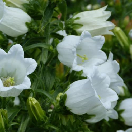 Campanula Medium 'White' Seeds - Hardy Biennial for Cottage Gardens – 1x 1 Litre Potted Plant by Thompson & Morgan