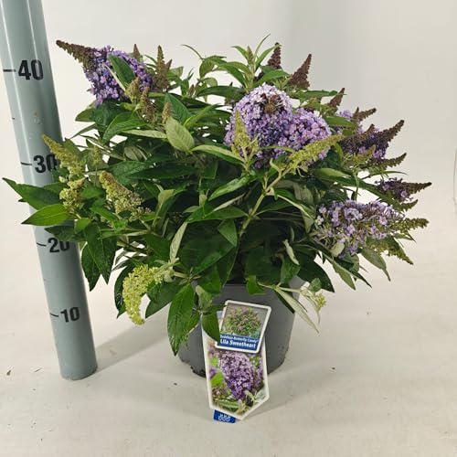 Fresh Plants Pflanze - Sommerflieder (Buddleja davidii Candy Lila ‘Sweetheart’) - Topf Ø23 cm, Höhe ca. 35 cm