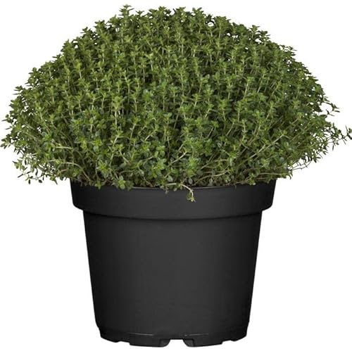 Planta de Tomillo PREMIUM - Planta Natural para Cocinar - Hierbas Provenzales Naturales para Huerto Urbano