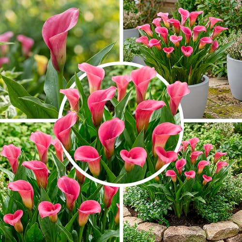 FLORIUM Pink Passion (Rosa) Zantedeschia Calla Lilien Zwiebeln, 5 echte und große Knollen, die mehr als 5 Blüten tragen, Ideale Gartenpflanze, Blumenzwiebeln aus Holland