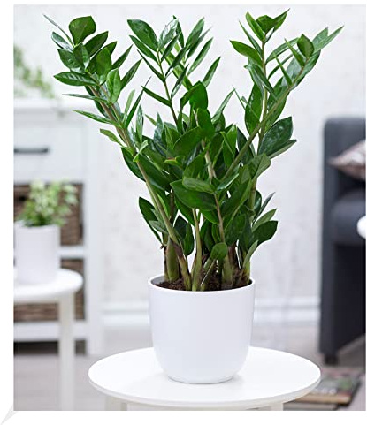 BALDUR Garten 1x Zamioculcas ca. 55-65 cm hoch, Pflanze im 17 cm-Topf | Glücksfeder, Zamie, Zamia Farn, Zamia Palme, pflegeleichte Zimmerpflanze, Grünpflanze, mehrjährig - frostfrei halten