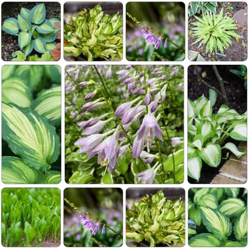funkien winterharte stauden mehrjährig zimmerbonsai bonsai balkonpflanzen winterharte kübelpflanzen hochbeet balkon deko grünpflanzen topfpflanzen draußen winterhart kräuterbeet indoor 80samen