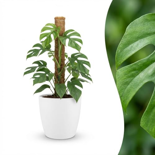 Green boutiQ - Plante d'intérieur - Mini Monstera - Monstera Minima sur Tuteur de Mousse - Vert - Entretien facile - 1 Plante - avec Pot Blanc - Pot 19cm - Hauteur 90cm